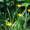 Sisyrinchium californicum